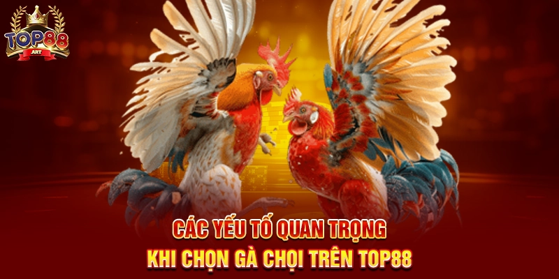 Các Yếu Tố Quan Trọng Khi Chọn Gà Chọi Trên Top88