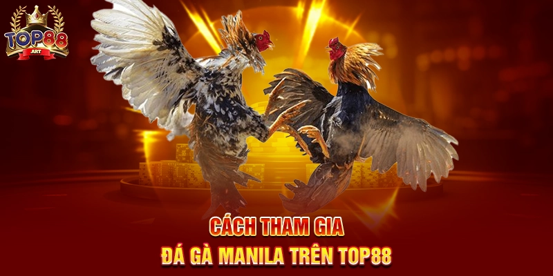 Đá Gà Manila Top88 Trải Nghiệm Cá Cược Đá Gà Philippines Kịch Tính Năm 2025 Cách Tham Gia Đá Gà Manila Trên Top88