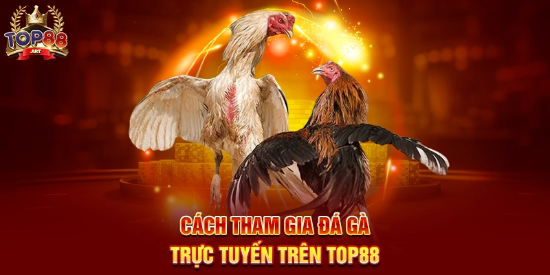 Đá Gà Trực Tuyến Top88 Trải Nghiệm Xem Và Cá Cược Đá Gà Thomo Sống Động Năm 2025 Cách Tham Gia Đá Gà Trực Tuyến Trên Top88