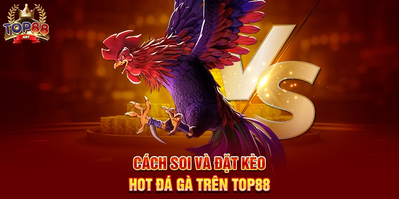 Kèo Đá Gà Hot Top88 Cập Nhật Kèo Thơm Đá Gà Thomo Hôm Nay Cách Soi Và Đặt Kèo Hot Đá Gà Trên Top88